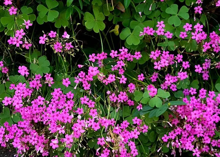 La Maison Deux Bed & Breakfast